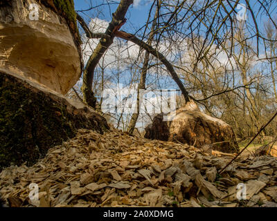 Der Stamm von einem mächtigen Baum, an den Ufern des Flusses Swider, Biber gebissen Stockfoto