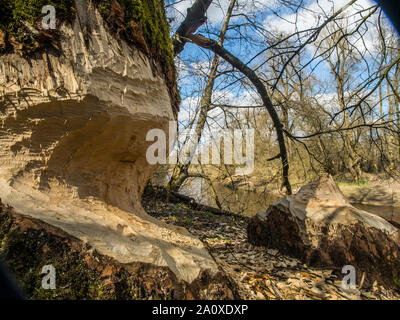 Der Stamm von einem mächtigen Baum, an den Ufern des Flusses Swider, Biber gebissen Stockfoto