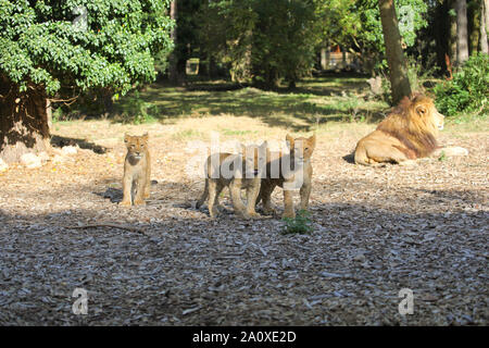 Der Löwinnen bei Lion Lodge, Port Lympne Wild Animal finden Stockfoto