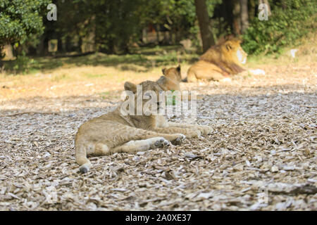 Der Löwinnen bei Lion Lodge, Port Lympne Wild Animal finden Stockfoto