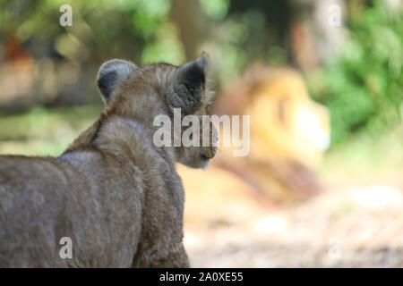 Lion Cub gegen seinen Vater bei Lion Lodge, Port Lympne Wild Animal finden Stockfoto