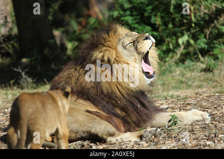 Lion Cub mit Vater im Lion Lodge, Port Lympne Wild Animal Park Stockfoto