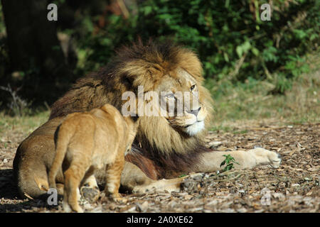 Lion Cub mit Vater im Lion Lodge, Port Lympne Wild Animal Park Stockfoto