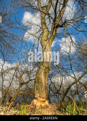 Der Stamm von einem mächtigen Baum, an den Ufern des Flusses Swider, Biber gebissen Stockfoto