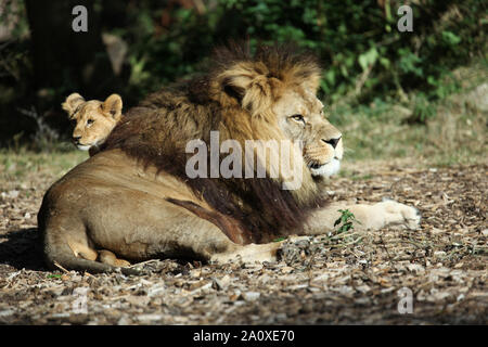 Lion Cub mit Vater im Lion Lodge, Port Lympne Wild Animal Park Stockfoto