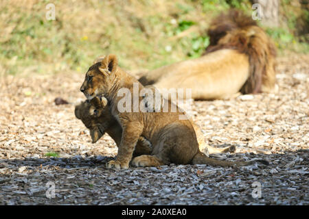 Lion Cubs spielen bei Lion Lodge, Port Lympne Wild Animal finden Stockfoto