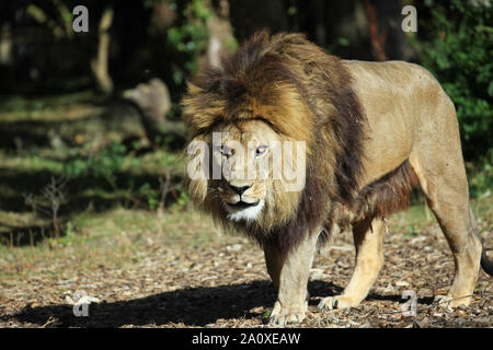 Blick von Lion Lodge von adras der Löwe auf Port Lympne Wild Animal finden Stockfoto