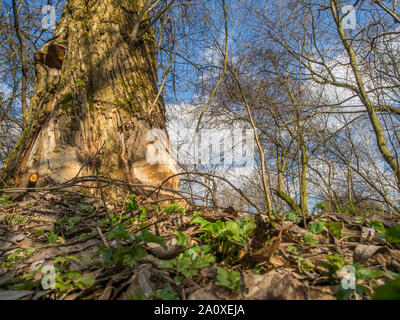 Der Stamm von einem mächtigen Baum, an den Ufern des Flusses Swider, Biber gebissen Stockfoto