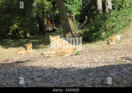 Löwin mit Jungen am Lion Lodge, Port Lympne Wild Animal finden Stockfoto