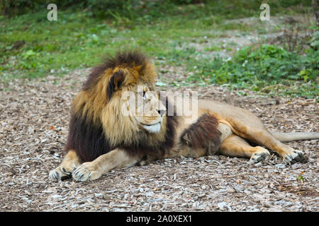 Blick von Lion Lodge von adras der Löwe auf Port Lympne Wild Animal finden Stockfoto