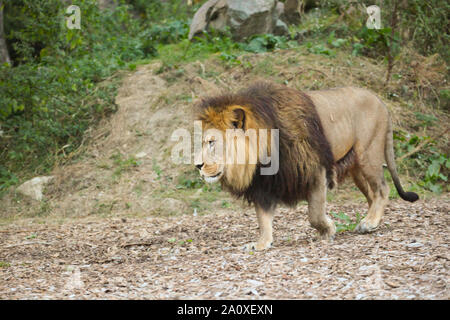 Blick von Lion Lodge von adras der Löwe auf Port Lympne Wild Animal finden Stockfoto