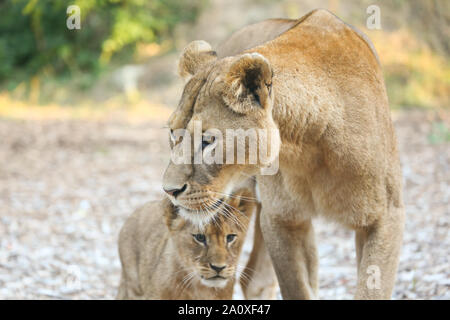 Löwin mit Cub bei Lion Lodge, Port Lympne Wild Animal finden Stockfoto