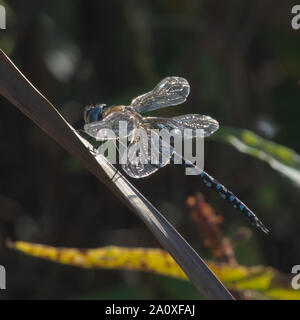 Männliche Migranten Hawker Dragonfly thront auf Gras Blatt, Flügel funkeln in der Sonne Stockfoto