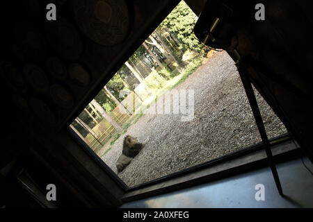 Ansicht von innen Lion Lodge in Port Lympne finden Stockfoto