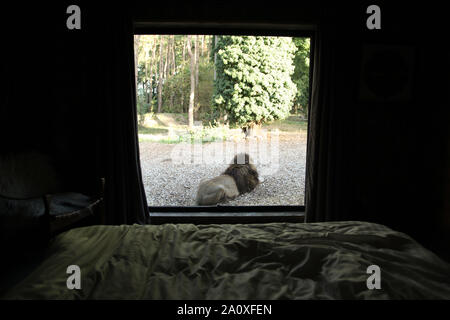 Ansicht von innen Lion Lodge in Port Lympne finden Stockfoto