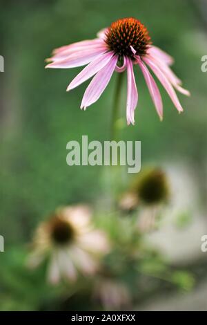 Echinacea Blume wächst im Garten, Nahaufnahme Kopf, Seitenansicht, selektive Kunst konzentrieren. Stockfoto