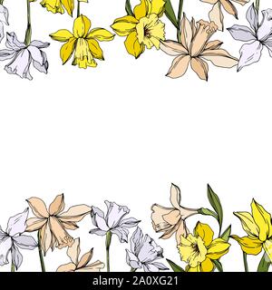 Vektor Narzissen Blumen botanischen Blumen. Wild Federblatt wildflower isoliert. Schwarze und weiße Tinte Art Rand eingravierte ornament Quadrat auf whi Stock Vektor