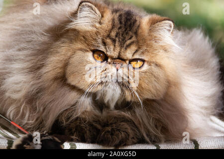 Perser Katze. Erwachsenen Tier. Die Katze war in der Nähe fotografiert - auf einem Spaziergang im Park. Herbst Stockfoto