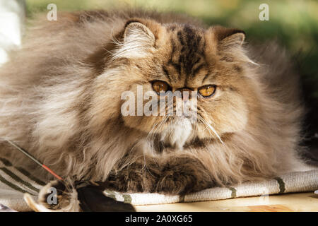 Perser Katze. Erwachsenen Tier. Die Katze war in der Nähe fotografiert - auf einem Spaziergang im Park. Herbst Stockfoto