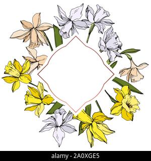 Vektor Narzissen Blumen botanischen Blumen. Wild Federblatt wildflower isoliert. Schwarze und weiße Tinte Art Rand eingravierte ornament Quadrat auf whi Stock Vektor