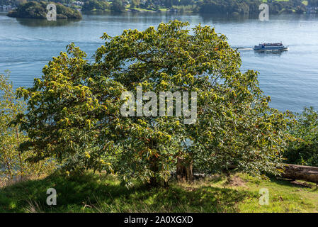 Castanea sativa, oder Edelkastanie. Stockfoto