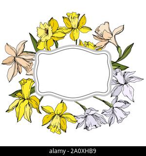 Vektor Narzissen Blumen botanischen Blumen. Wild Federblatt wildflower isoliert. Schwarze und weiße Tinte Art Rand eingravierte ornament Quadrat auf whi Stock Vektor