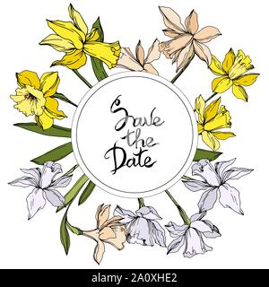 Vektor Narzissen Blumen botanischen Blumen. Wild Federblatt wildflower isoliert. Schwarze und weiße Tinte Art Rand eingravierte ornament Quadrat auf whi Stock Vektor