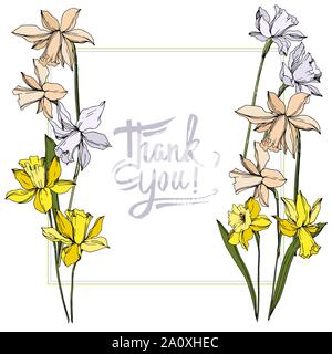 Vektor Narzissen Blumen botanischen Blumen. Wild Federblatt wildflower isoliert. Schwarze und weiße Tinte Art Rand eingravierte ornament Quadrat auf whi Stock Vektor