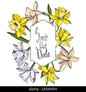 Vektor Narzissen Blumen botanischen Blumen. Wild Federblatt wildflower isoliert. Schwarze und weiße Tinte Art Rand eingravierte ornament Quadrat auf whi Stock Vektor