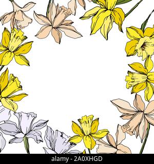 Vektor Narzissen Blumen botanischen Blumen. Wild Federblatt wildflower isoliert. Schwarze und weiße Tinte Art Rand eingravierte ornament Quadrat auf whi Stock Vektor