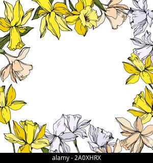 Vektor Narzissen Blumen botanischen Blumen. Wild Federblatt wildflower isoliert. Schwarze und weiße Tinte Art Rand eingravierte ornament Quadrat auf whi Stock Vektor