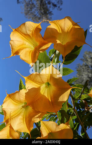 Stechapfel Blumen auf blauen Himmel. Gelbe Blüten. Vielen gelben Engelstrompeten namens Engel Trompete oder stechapfel Blüte in Bromo, Java. Erstaunlich Hintergrund. Stockfoto