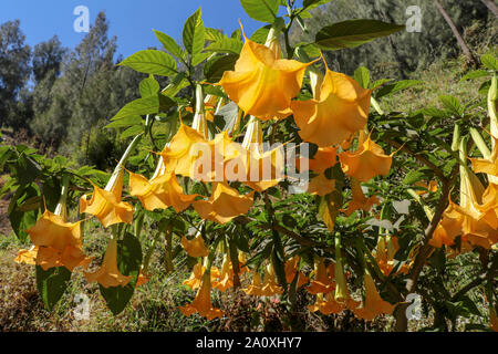 Die Gelben Engel Trompete Blumen (Brugmansia suaveolens) am Baum. Brugmansia suaveolens auch als Engel Trompete, oder Angel's Tränen bekannt. Stockfoto