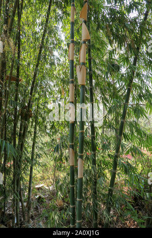 Schönheit von Bambus mit grünen Stengel und Blätter. Detail der Bambus mit Peeling Schale von Amtsleitungen. Nahaufnahme von Bambus Wald. Regenwald Pflanzen. Stockfoto