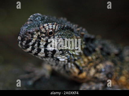 Chinesische Crocodile Lizard (shinisaurus crocodilurus) Stockfoto