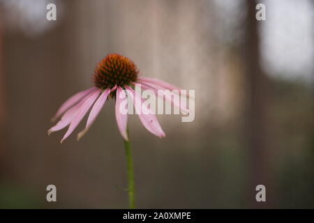Echinacea Blume wächst im Garten in der Nähe von Stockfoto