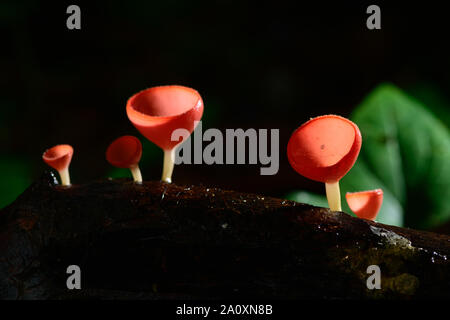 Pilze Pilz Champagner Schale Schale rot oder rosa brennen Schale, Tarzetta Rosea (REA) Dennis (Pyronemataceae), gefunden in den Regenwäldern von Zentral Thailand. Stockfoto