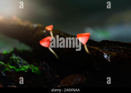 Pilze Pilz Champagner Schale Schale rot oder rosa brennen Schale, Tarzetta Rosea (REA) Dennis (Pyronemataceae), gefunden in den Regenwäldern von Zentral Thailand. Stockfoto