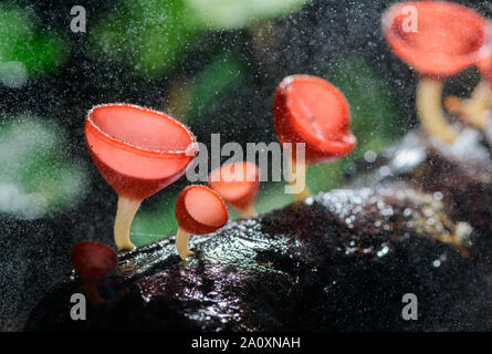 Pilze Pilz Champagner Schale Schale rot oder rosa brennen Schale, Tarzetta Rosea (REA) Dennis (Pyronemataceae) mit Wasser auf Hintergrund Stockfoto