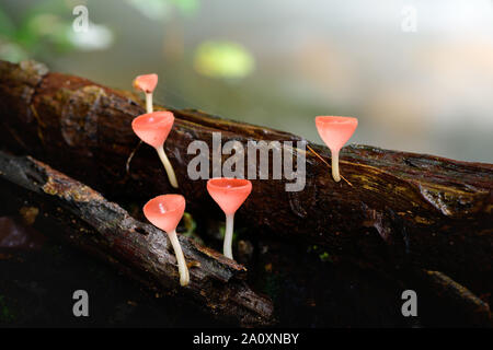 Pilze Pilz Champagner Schale Schale rot oder rosa brennen Schale, Tarzetta Rosea (REA) Dennis (Pyronemataceae), gefunden in den Regenwäldern von Zentral Thailand. Stockfoto