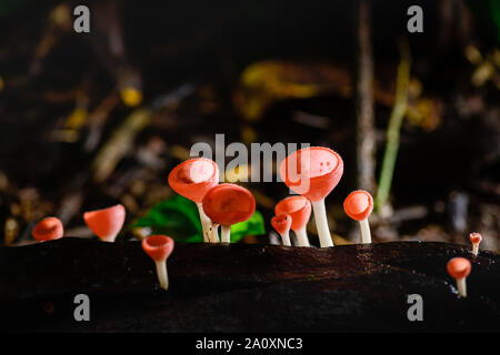 Pilze Pilz Champagner Schale Schale rot oder rosa brennen Schale, Tarzetta Rosea (REA) Dennis (Pyronemataceae), gefunden in den Regenwäldern von Zentral Thailand. Stockfoto