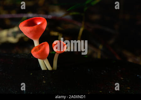 Pilze Pilz Champagner Schale Schale rot oder rosa brennen Schale, Tarzetta Rosea (REA) Dennis (Pyronemataceae), gefunden in den Regenwäldern von Zentral Thailand. Stockfoto