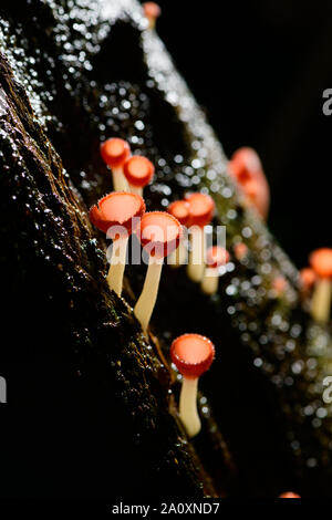 Pilze Pilz Champagner Schale Schale rot oder rosa brennen Schale, Tarzetta Rosea (REA) Dennis (Pyronemataceae), gefunden in den Regenwäldern von Zentral Thailand. Stockfoto