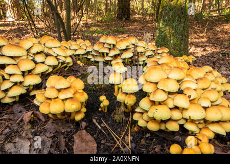 Schwefel Büschel von Pilzen im Wald im Herbst in den Niederlanden, Provinz Drenthe in der Nähe Ruinen Stockfoto