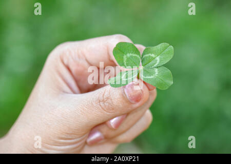 Vierblättrigen Glücksklee (Weiß/niederländischen Clover: Trifolium repens) an Sie Stockfoto