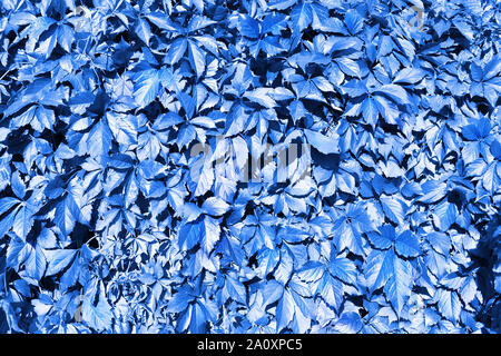 Blaue Trauben Blätter Hintergrund, abstrakt Laub Textur Hintergrund Nahaufnahme, Fantasy kreative Natur Muster, Kopieren, dekorative Blumen Bild Stockfoto