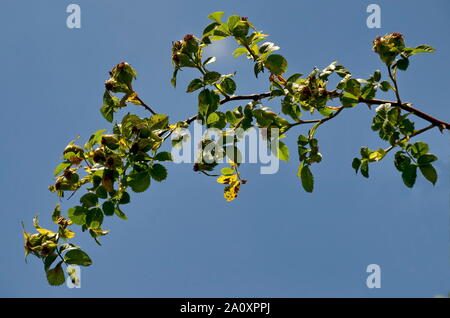 Zweig mit Hagebutten grüne Früchte und Blätter von Rosa Canina oder Hund stieg in Plana Berg, Bulgarien Stockfoto