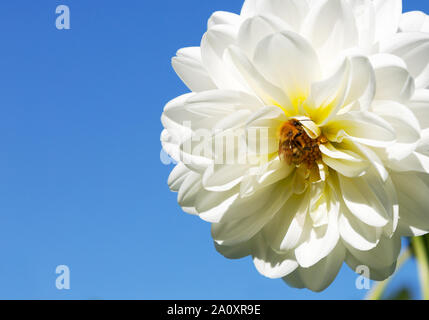 Honigbiene (Apis mellifera), die auf einer Blume, das Sammeln von Nektar aus einer weißen Dahlie Blume vor blauem Himmel, Großbritannien Stockfoto