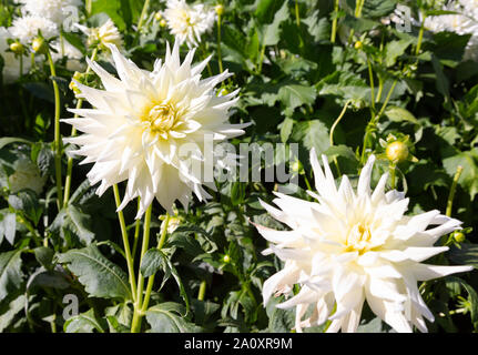 Dahlie 'Inka Dambuster" in Blume, ein halb Kaktus Typ white dahlia Close up; Blüte im VEREINIGTEN KÖNIGREICH Stockfoto