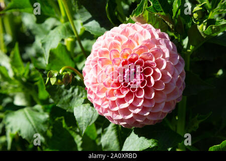 Dahlie 'Jowey Winnie-Typ, einen rosa Ball Dahlie in Blume, Großbritannien Stockfoto